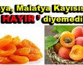 Rusya, Malatya Kayısısına ”HAYIR” diyemedi!