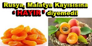 Rusya, Malatya Kayısısına ”HAYIR” diyemedi!