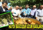 Haydi Bağcılar Üzüm Bağlarına… Bağcılar’da dalında meyve yemenin mutluluğu her
