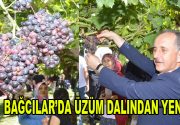 BAĞCILAR’DA ÜZÜM DALINDAN YENİR Bağcılar’da “bağ bozumu” pikniği büyük ilgi