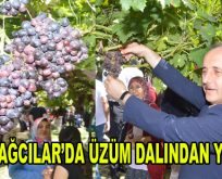 BAĞCILAR’DA ÜZÜM DALINDAN YENİR