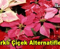 Farklı çiçek alternatifleri