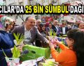 Bağcılar’da 25 bin sümbül dağıtıldı