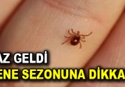 Havaların ısınmasıyla birlikte yaz sıcaklıklarının kendini hissettirdiği şu günlerde kene