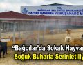 “Bağcılar’da sokak hayvanları soğuk buharla serinletiliyor”