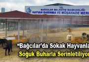 “Bağcılar’da sokak hayvanları soğuk buharla serinletiliyor” Bağcılar Belediyesi, 40 dereceyi