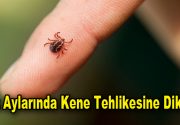 Yaz Aylarının Kabusu haline gelen kene tehlikesine karşı uzmanlar dikkatli olmamız