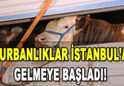 Türkiye’nin dört bir yanından İstanbul için yola çıkan kurbanlıklar dün