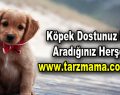 Köpek dostunuz için aradığınız herşey tarzmama.com’da!