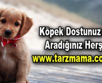 Köpek dostunuz için aradığınız herşey tarzmama.com’da!