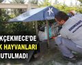 Küçükçekmece’de sokak hayvanları unutulmadı