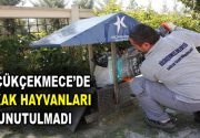Küçükçekmece Belediyesi, sokakta yaşayan hayvanları unutmadı. Sıcak havalarda hayvanların temel ihtiyaçlarını