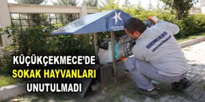 Küçükçekmece’de sokak hayvanları unutulmadı