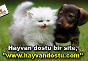 Hayvan dostu bir site, ”www.hayvandostu.com” Kedi ve köpeklerle ilgili aradığınız