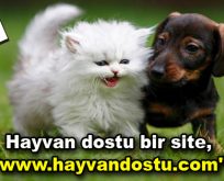 Hayvan dostu bir site, ”www.hayvandostu.com”