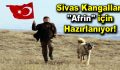 Sivas Kangalları ”Afrin” için hazırlanıyor!