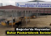 “Eyyam-ı Bahur sıcaklarına karşı sokak hayvanları buharla serinletiliyor” Bağcılar Belediyesi,