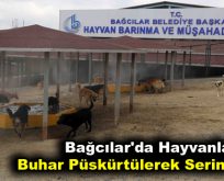 Bağcılar’da hayvanlar buhar püskürtülerek serinletiliyor