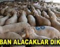 KURBAN ALACAKLAR DİKKAT!