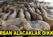 UZMAN VETERİNER’DEN KURBAN ALACAKLARA UYARI Küçükçekmece Belediyesi Veteriner Hekimi Ferdi