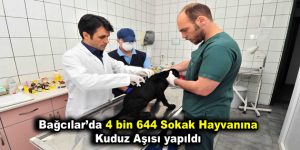 Bağcılar’da 4 bin 644 sokak hayvanına kuduz aşısı yapıldı