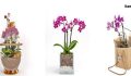 Uygun Orkide Fiyatları Sizlerle