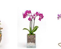 Uygun Orkide Fiyatları Sizlerle