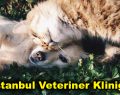 İstanbul Veteriner Kliniği