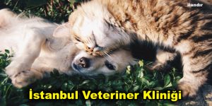 İstanbul Veteriner Kliniği