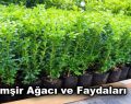 Şimşir Ağacı ve Faydaları