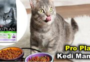 PRO PLAN KEDİ MAMASI, KISIRLAŞTIRILMIŞ KEDİ MAMASI VE KEDİ UZAKLAŞTIRICISI