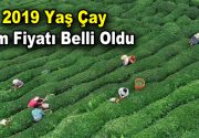 2019 yaş çay alım fiyatı belli oldu Tarım ve Orman