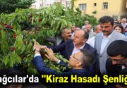 Bağcılar’da ”Kiraz Hasadı Şenliği” Bağcılar Belediyesi Kiraz Bahçesi’nde 11. Kiraz