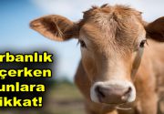 Kurbanlık seçerken bunlara dikkat! Aliağa Belediyesi Veteriner Hekimi Mustafa Güçlü,