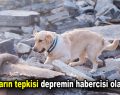 Hayvanların tepkisi depremin habercisi olabilir mi?