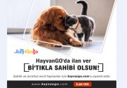 Satılık ve ücretsiz evcil hayvanlar hayvango.com’da Bir evcil hayvanı ya