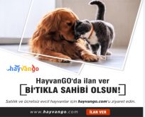 Satılık ve ücretsiz evcil hayvanlar hayvango.com’da