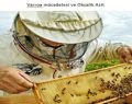 Varroa mücadelesi ve Oksalik Asit