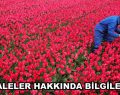 LALELER HAKKINDA BİLGİLER