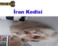 İran Kedisi