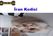 İran Kedisi Zekası ile insanların ilgi odağı olan iran kedileri