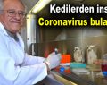 Kedilerden insana Coronavirus bulaşır mı?
