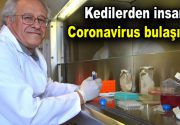 Kedilerden insana Coronavirus bulaşır mı? Çin’de 400’den fazla can alan