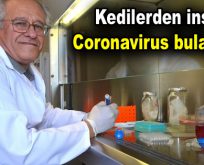 Kedilerden insana Coronavirus bulaşır mı?