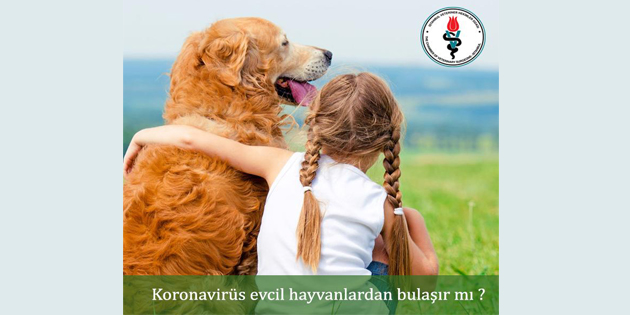 Koronavirüs evcil hayvanlardan bulaşır mı?