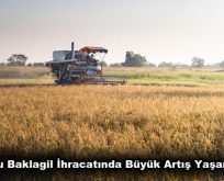 Kuru Baklagil İhracatında Büyük Artış Yaşanıyor