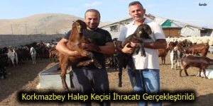 Korkmazbey Halep Keçisi İhracatı Gerçekleştirildi