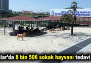 Bağcılar’da 8 bin 506 sokak hayvanı tedavi edildi Bağcılar Belediyesi