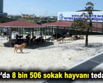 Bağcılar’da 8 bin 506 sokak hayvanı tedavi edildi