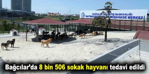 Bağcılar’da 8 bin 506 sokak hayvanı tedavi edildi